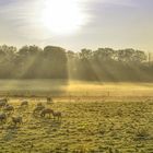 Schafe im Morgennebel