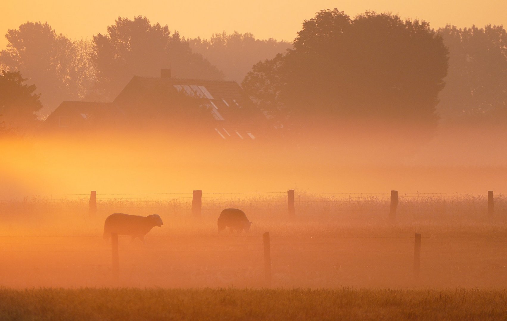 Schafe im Morgennebel