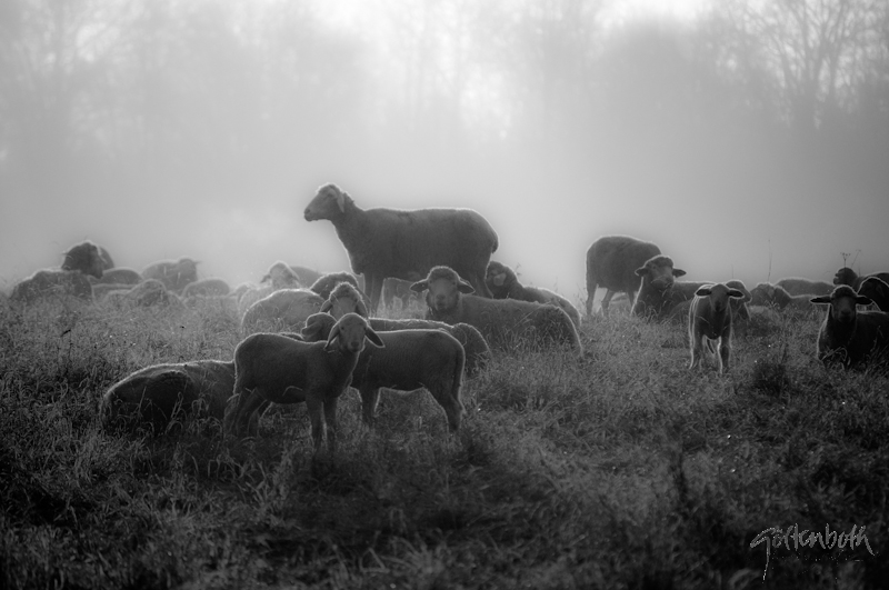 Schafe im Morgennebel