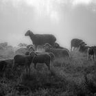 Schafe im Morgennebel