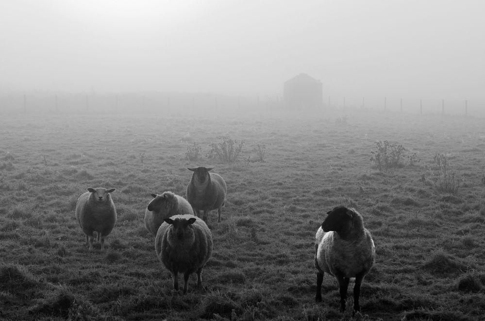 Schafe im Morgennebel