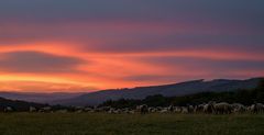 Schafe im Morgenrot
