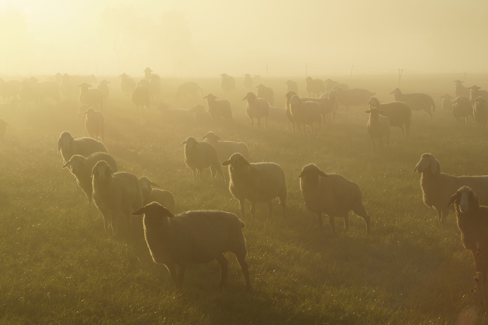 Schafe im Morgensonnennebel