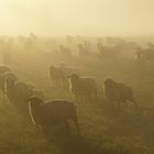 Schafe im Morgensonnennebel