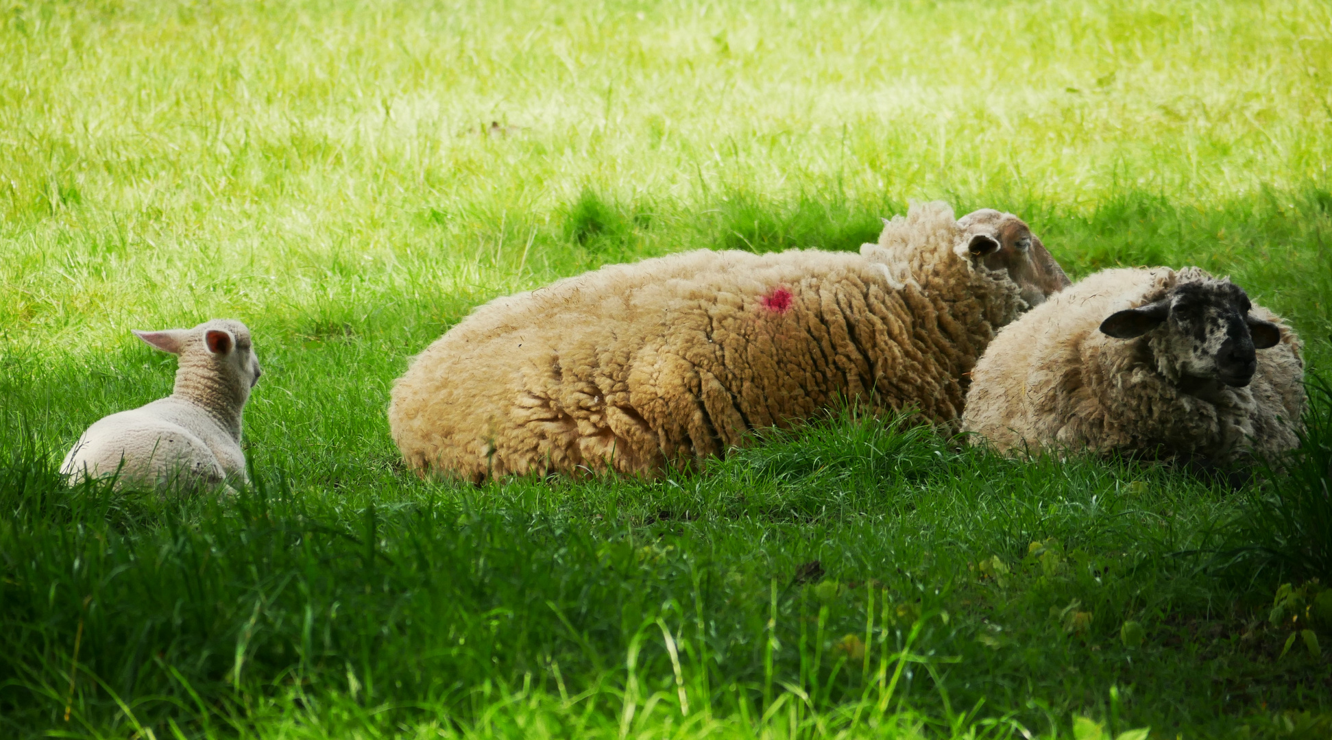 Schafe im Münsterland - Frohe Ostern 2024