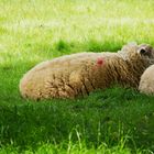 Schafe im Münsterland - Frohe Ostern 2024