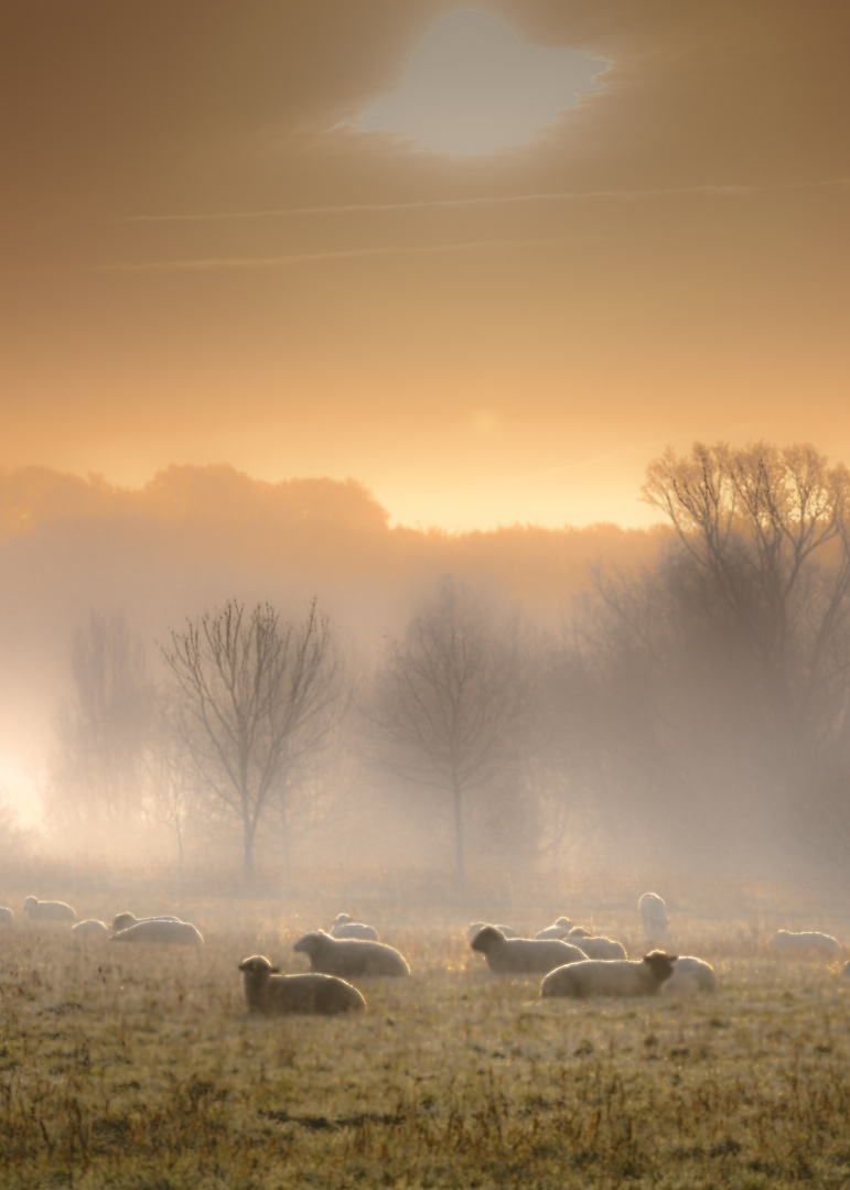 Schafe im Nebel 01