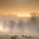 Schafe im Nebel 01