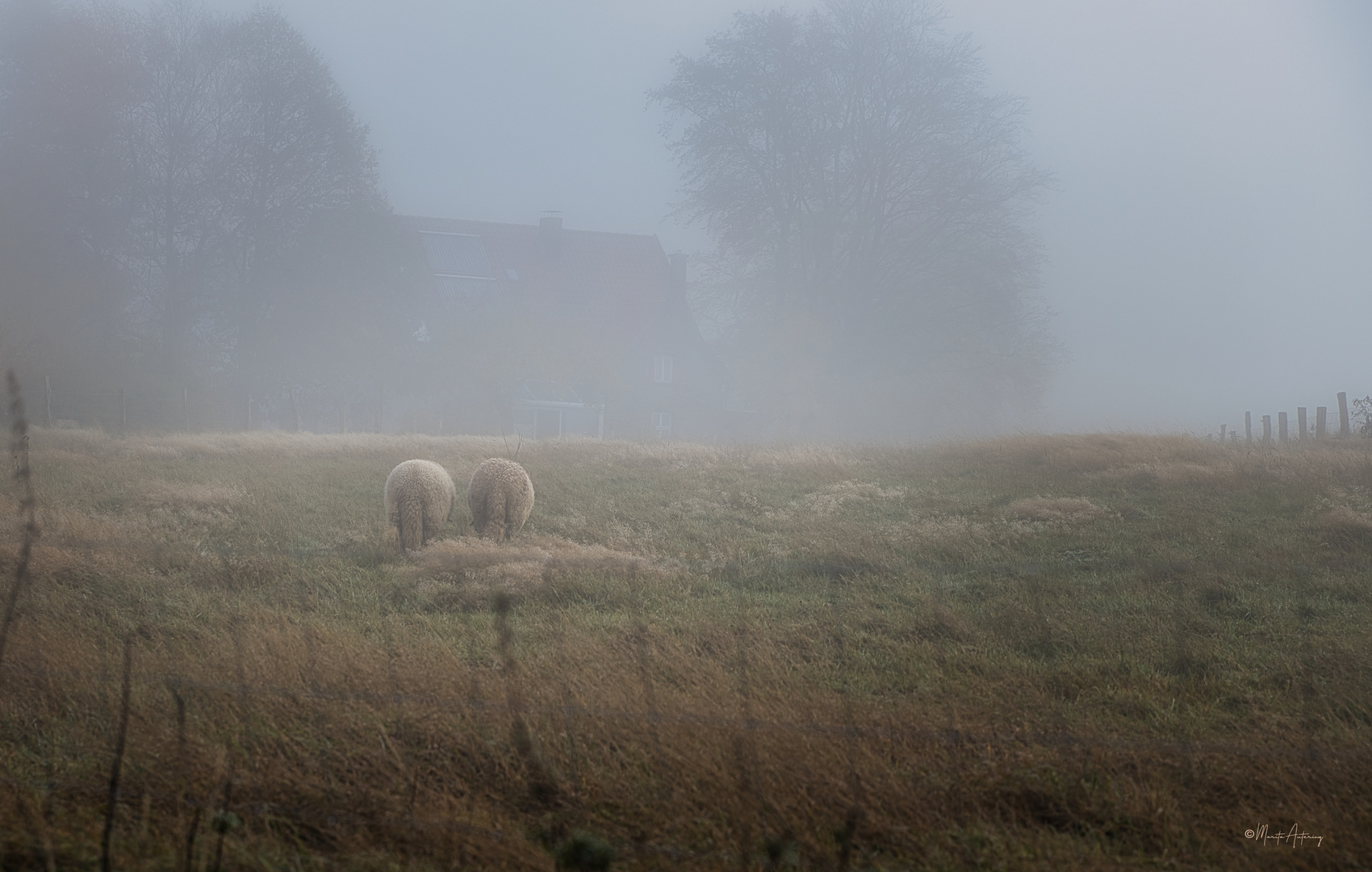 Schafe im Nebel