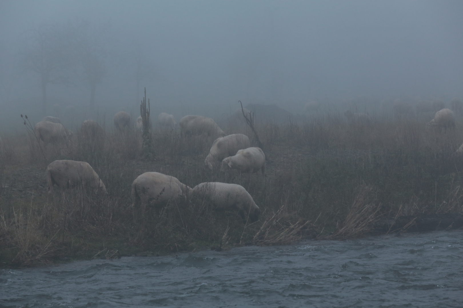 ...schafe im nebel......