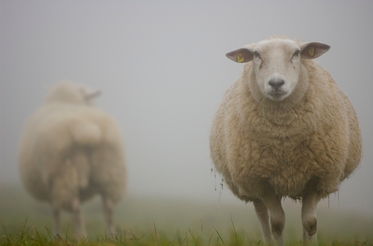 Schafe im Nebel