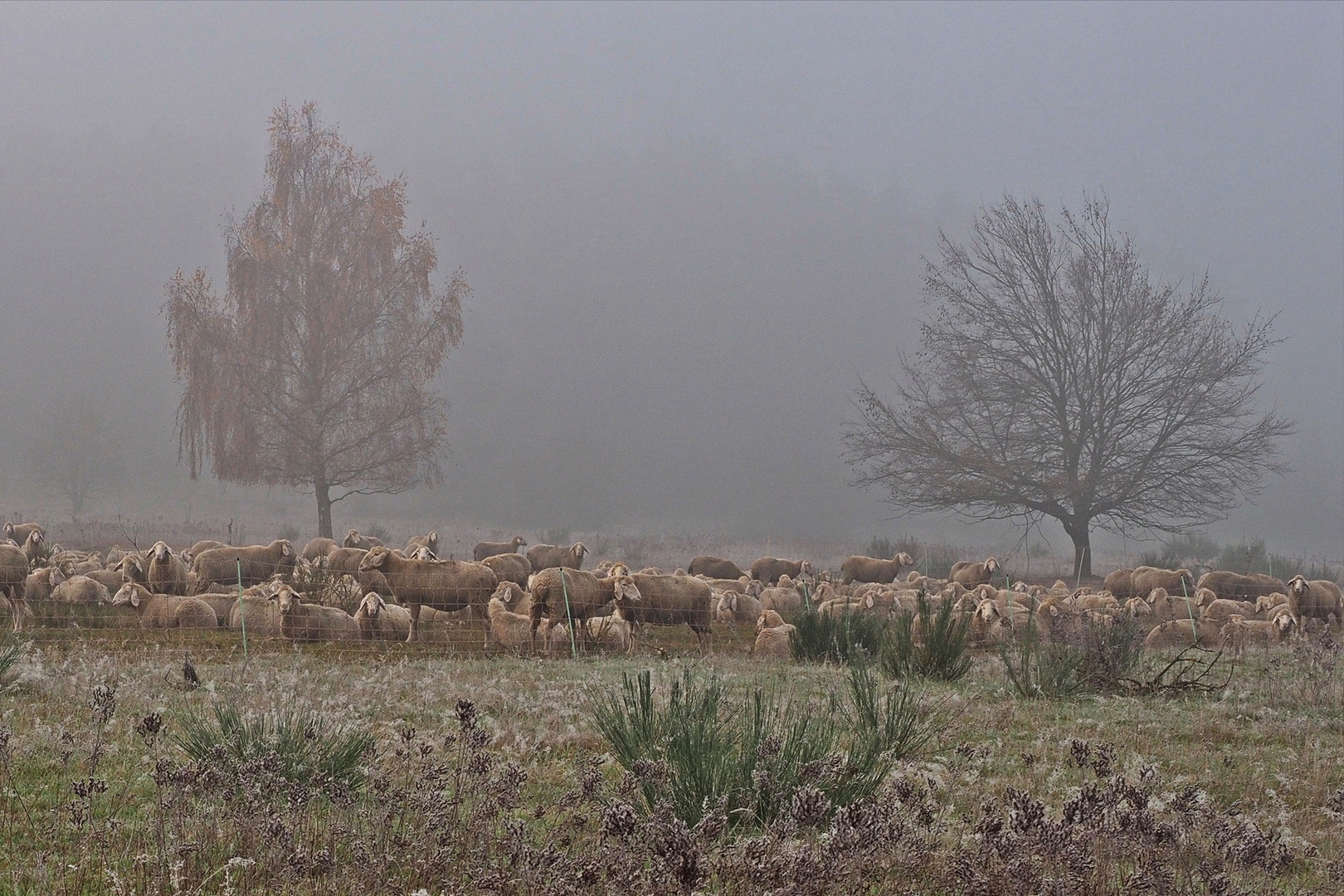 Schafe im Nebel...