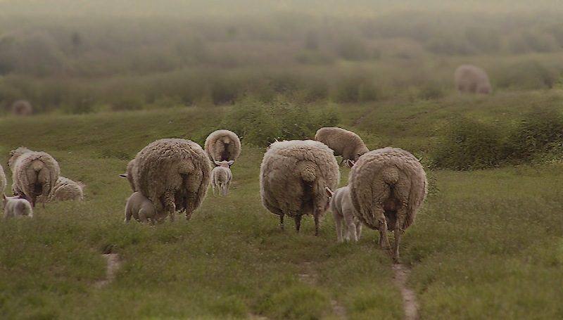 Schafe im Nebel