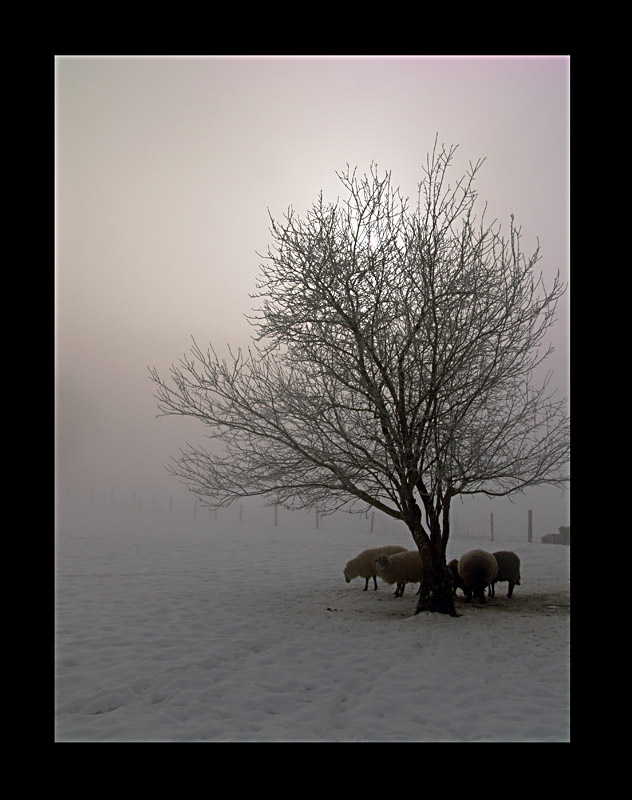 Schafe im Nebel