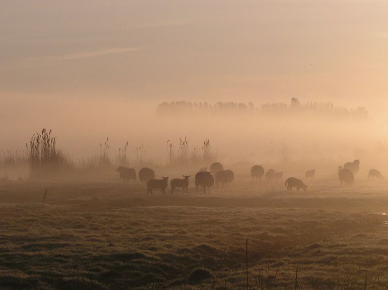 Schafe im nebel.