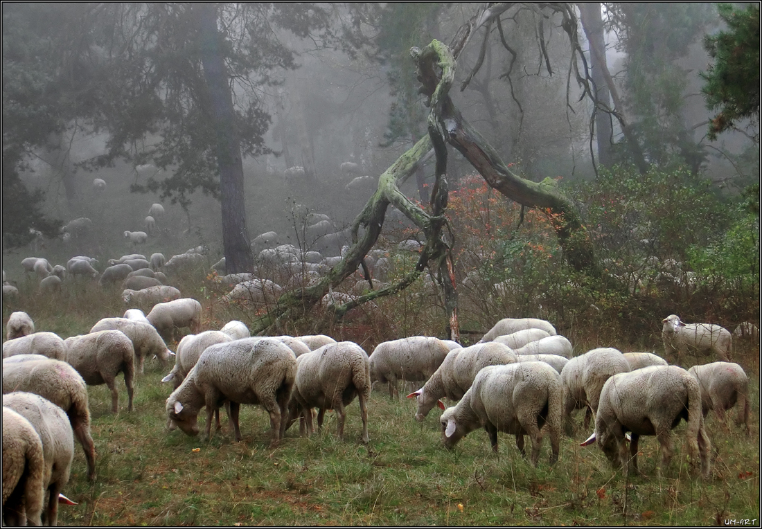 Schafe im Nebel...