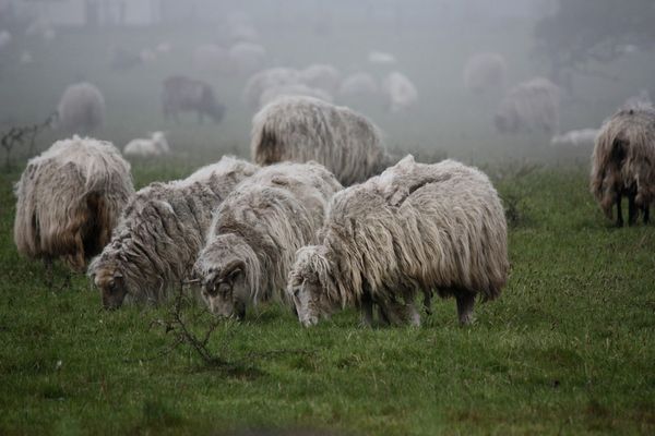 Schafe im Nebel