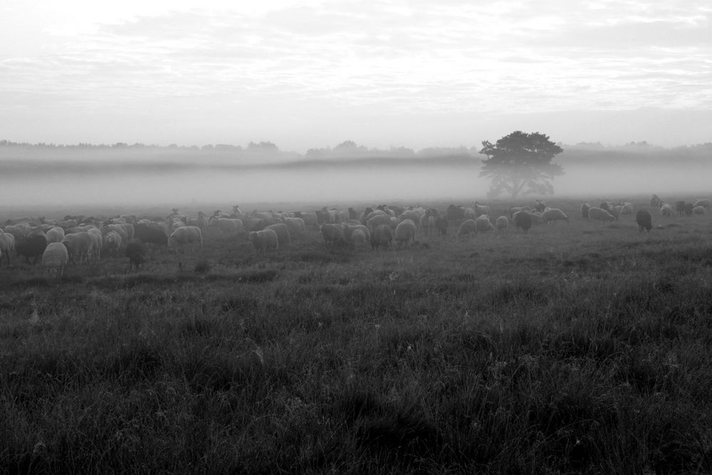 Schafe im Nebel