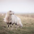 Schafe im November