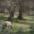 Schafe im Olivenhain