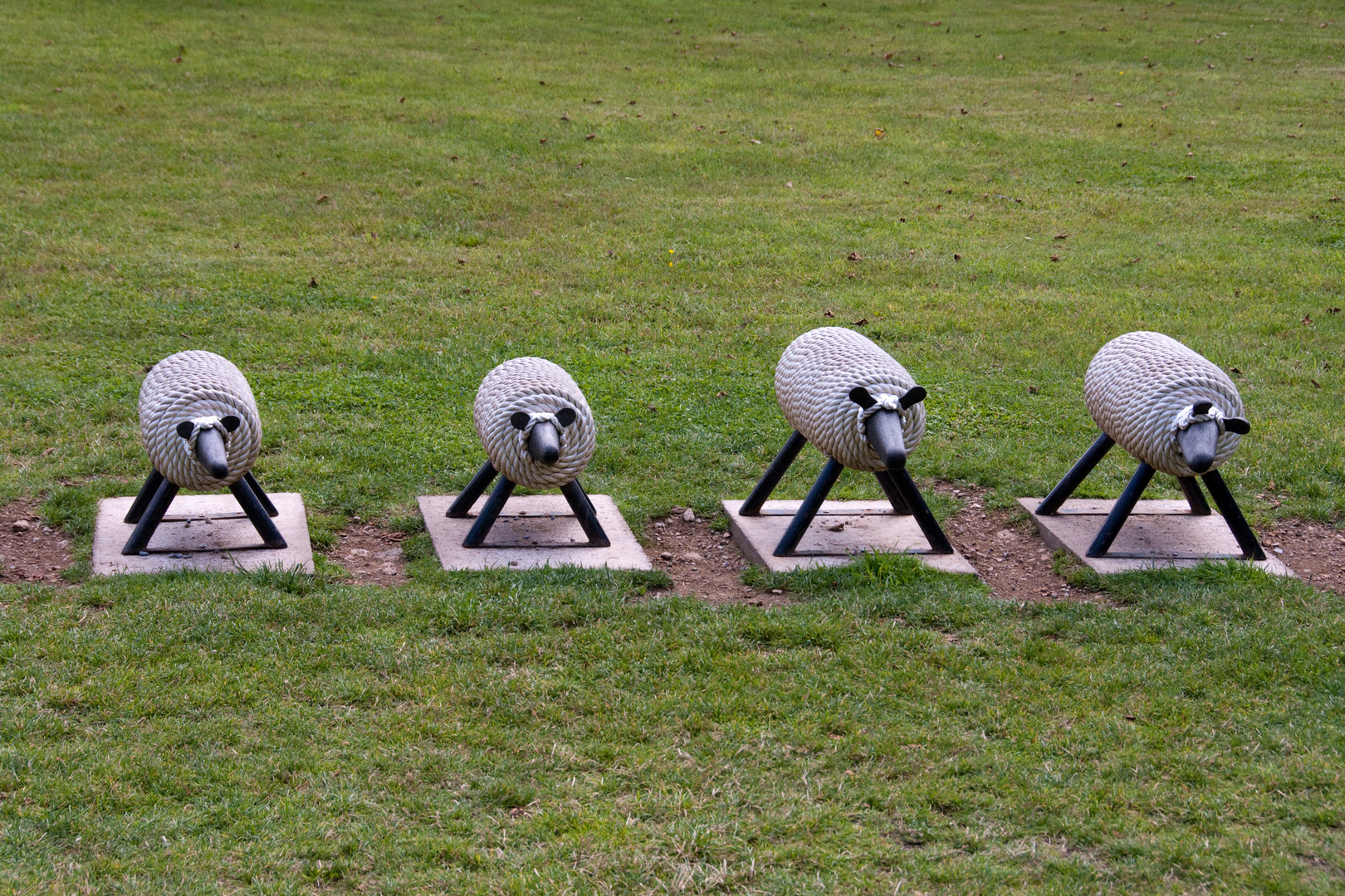 Schafe im Park