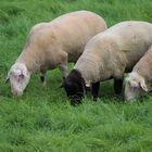 Schafe im Polder
