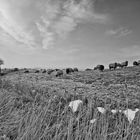 Schafe im Rauhreif (Westerhever)