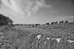 Schafe im Rauhreif (Westerhever)