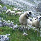 Schafe im Rosengartengebiet in Südtirol