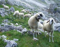 Schafe im Rosengartengebiet in Südtirol