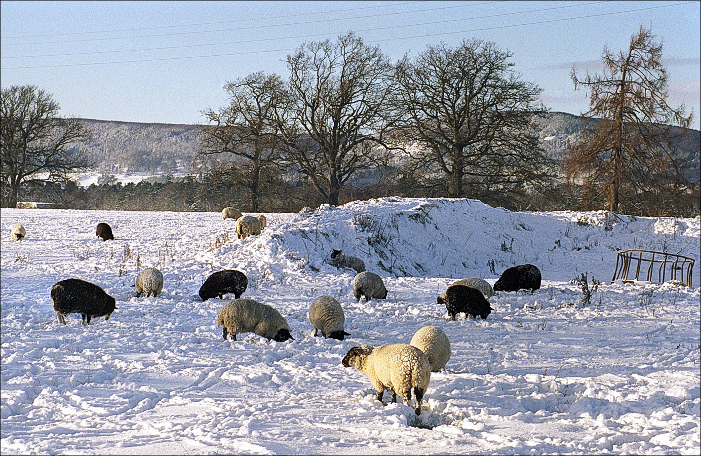 Schafe im Schnee 1