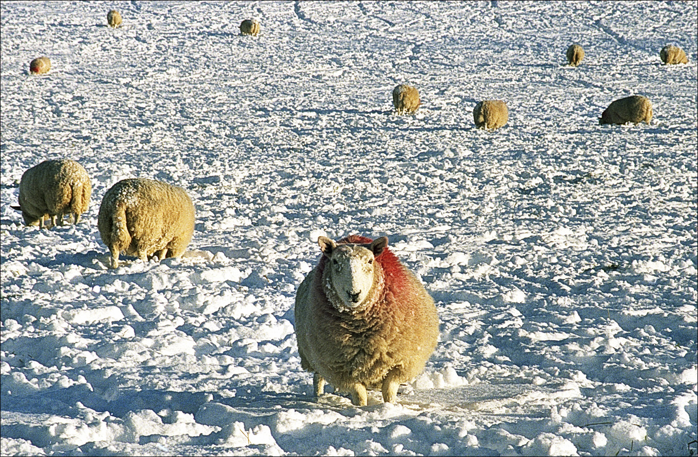 Schafe im Schnee 2