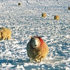 Schafe im Schnee 2