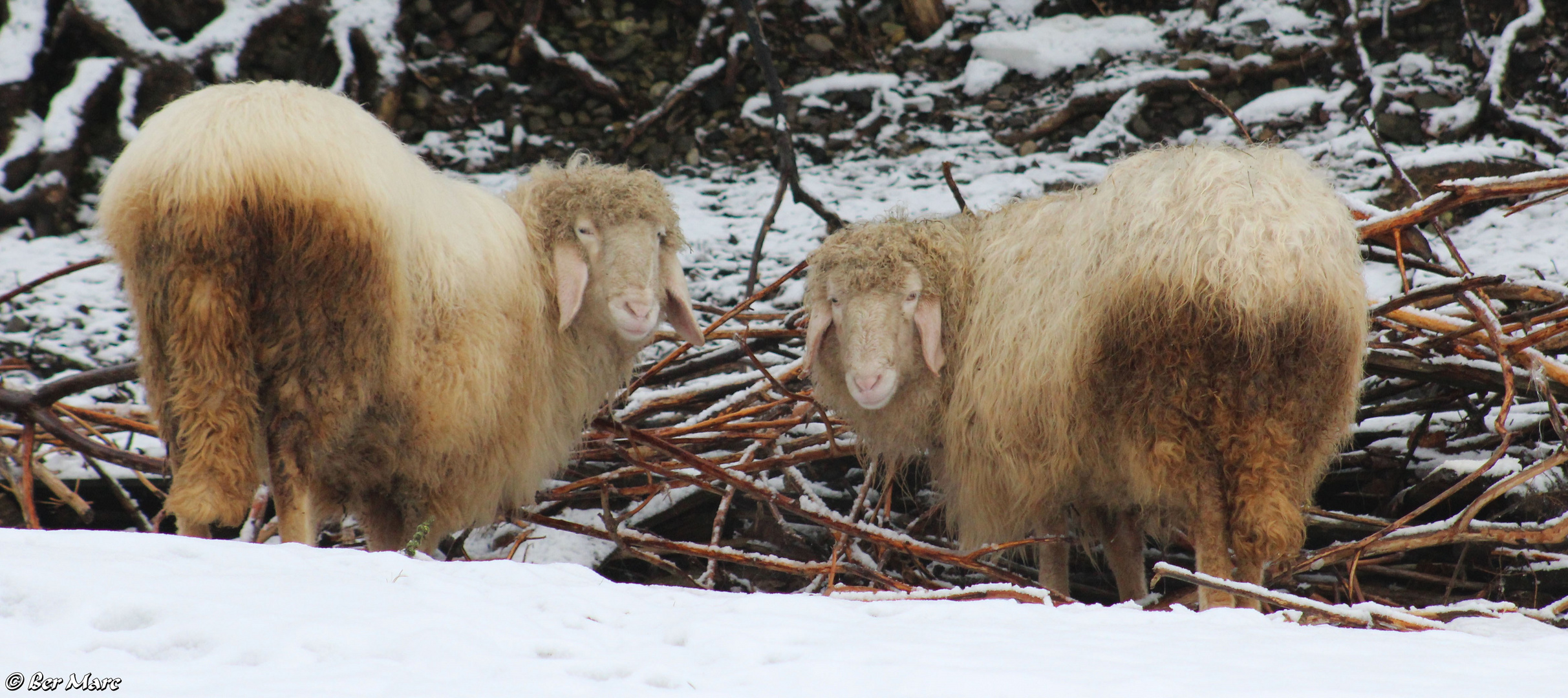 Schafe im Schnee