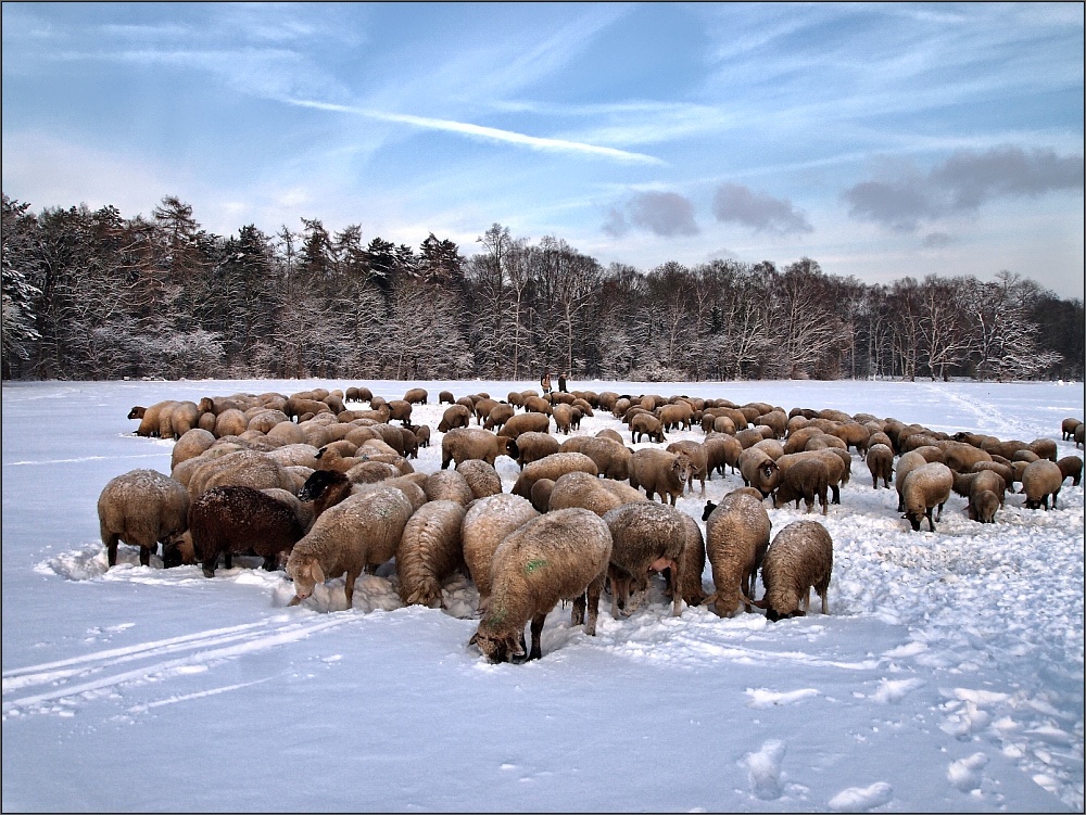 Schafe im Schnee