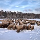 Schafe im Schnee