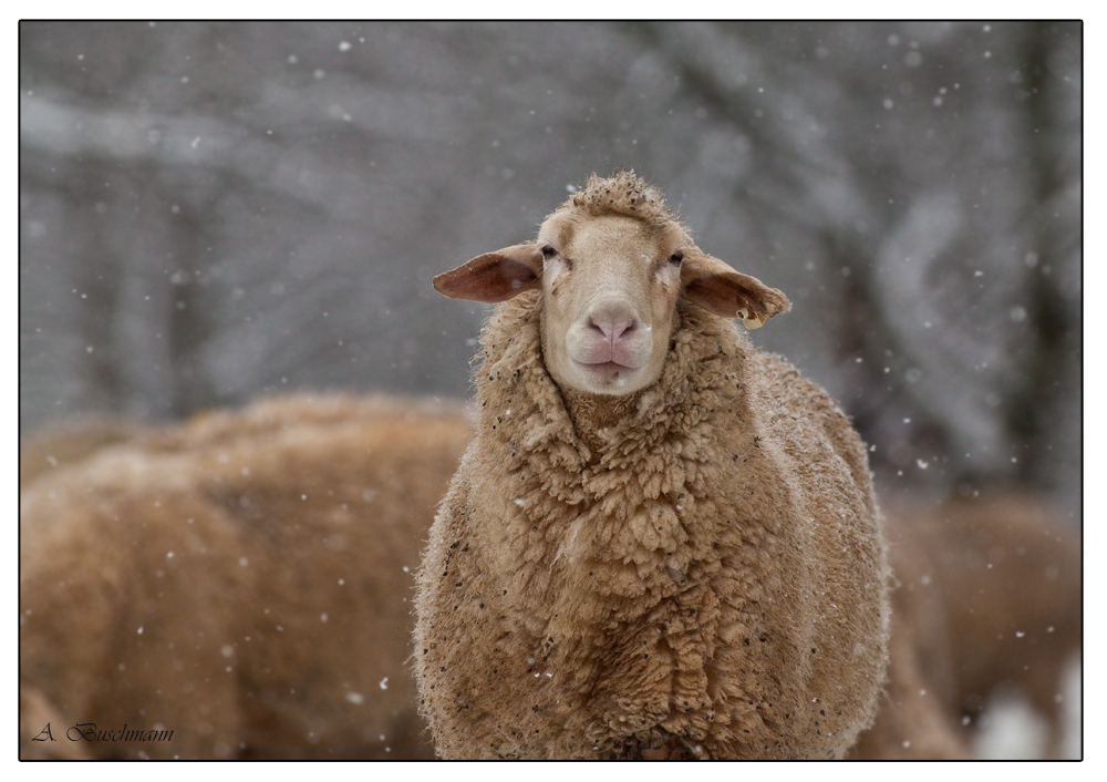 Schafe im Schneegestöber II