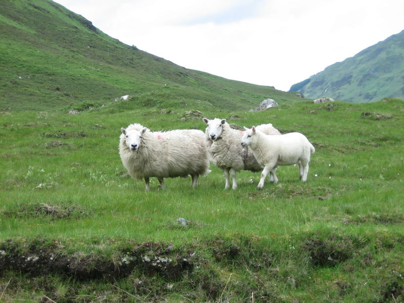 Schafe im schottischen Hochland