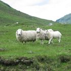 Schafe im schottischen Hochland
