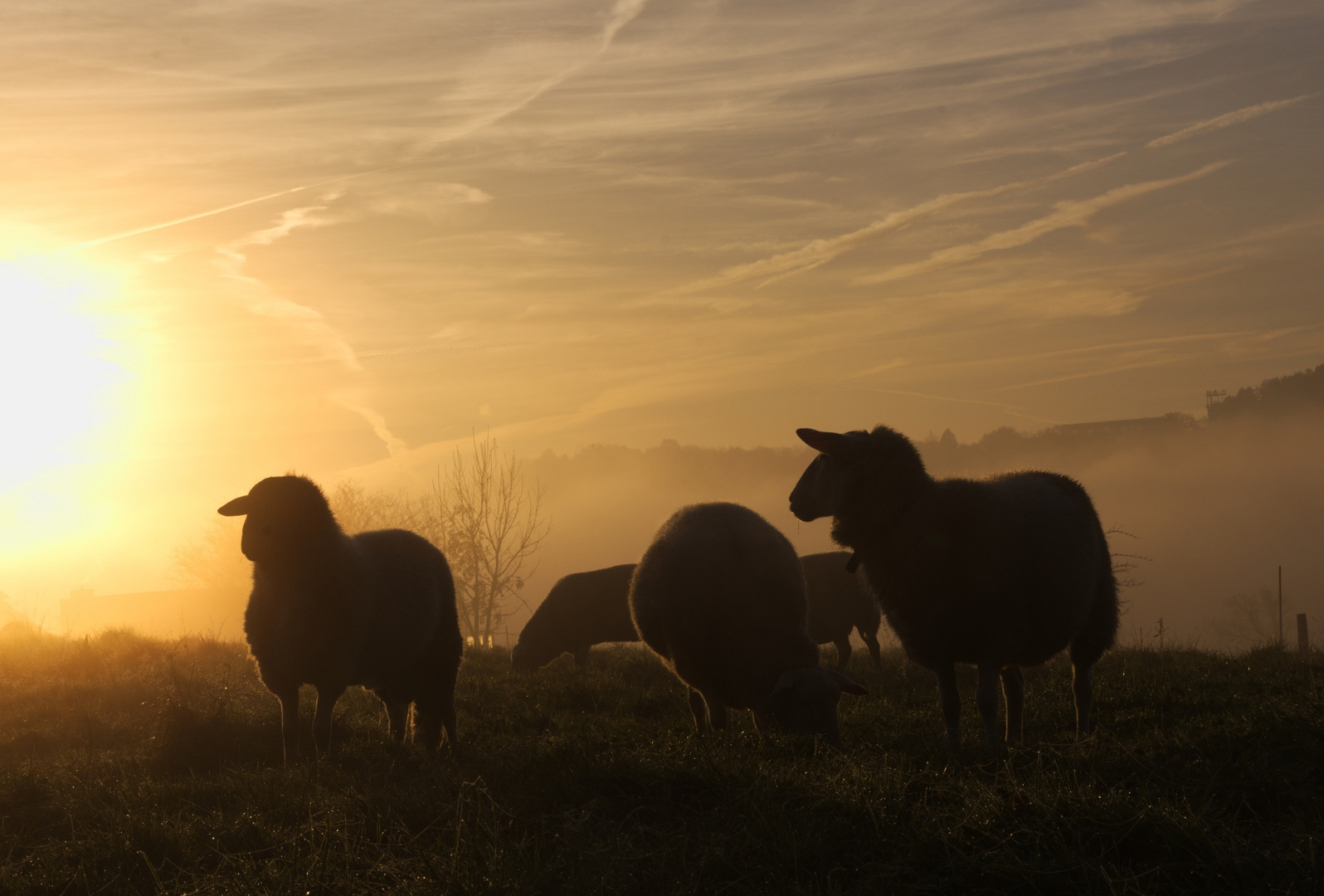 Schafe im Sonnenaufgang