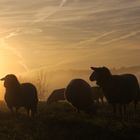 Schafe im Sonnenaufgang