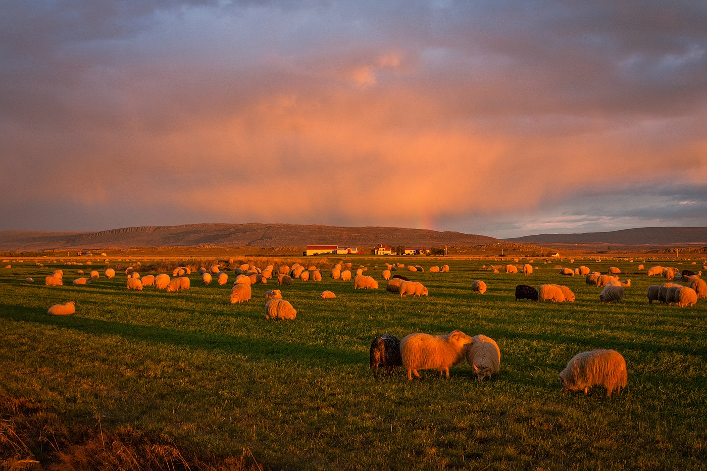 Schafe im Sonnenuntergang