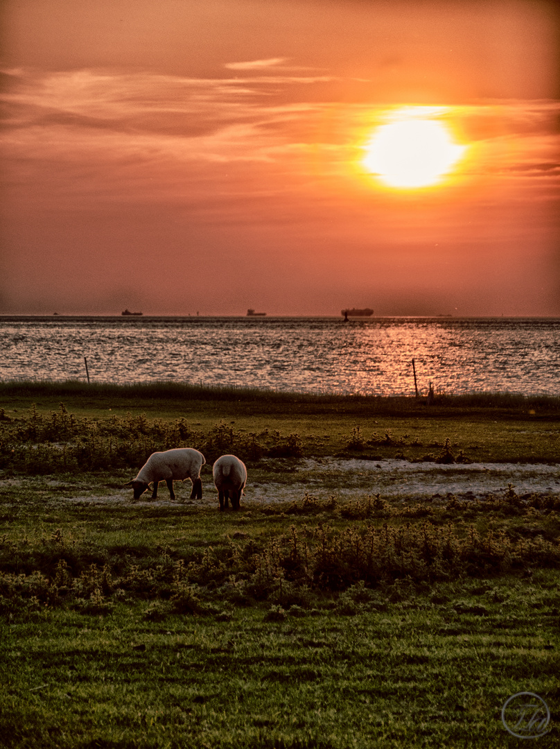 Schafe im Sonnenuntergang