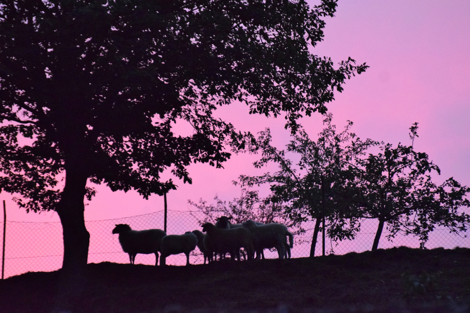 Schafe im Sonnenuntergang