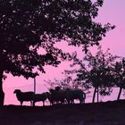 Schafe im Sonnenuntergang