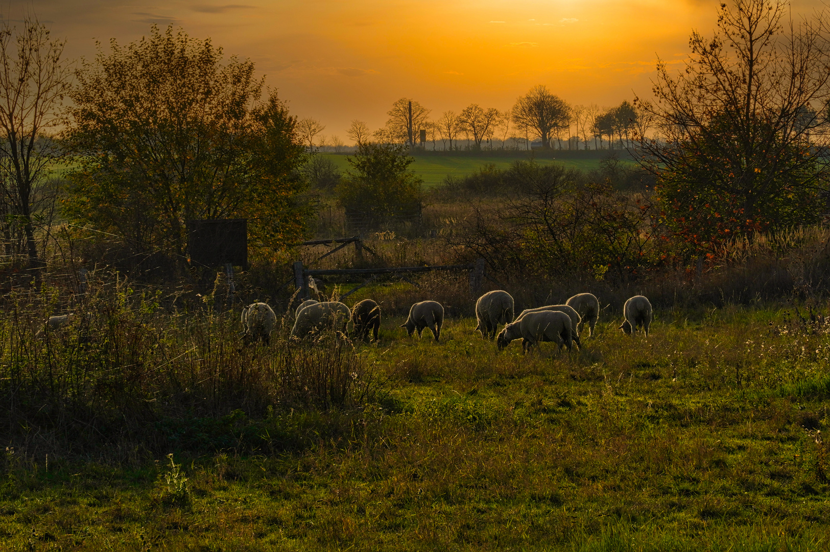 Schafe im Sonnenuntergang