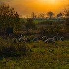 Schafe im Sonnenuntergang