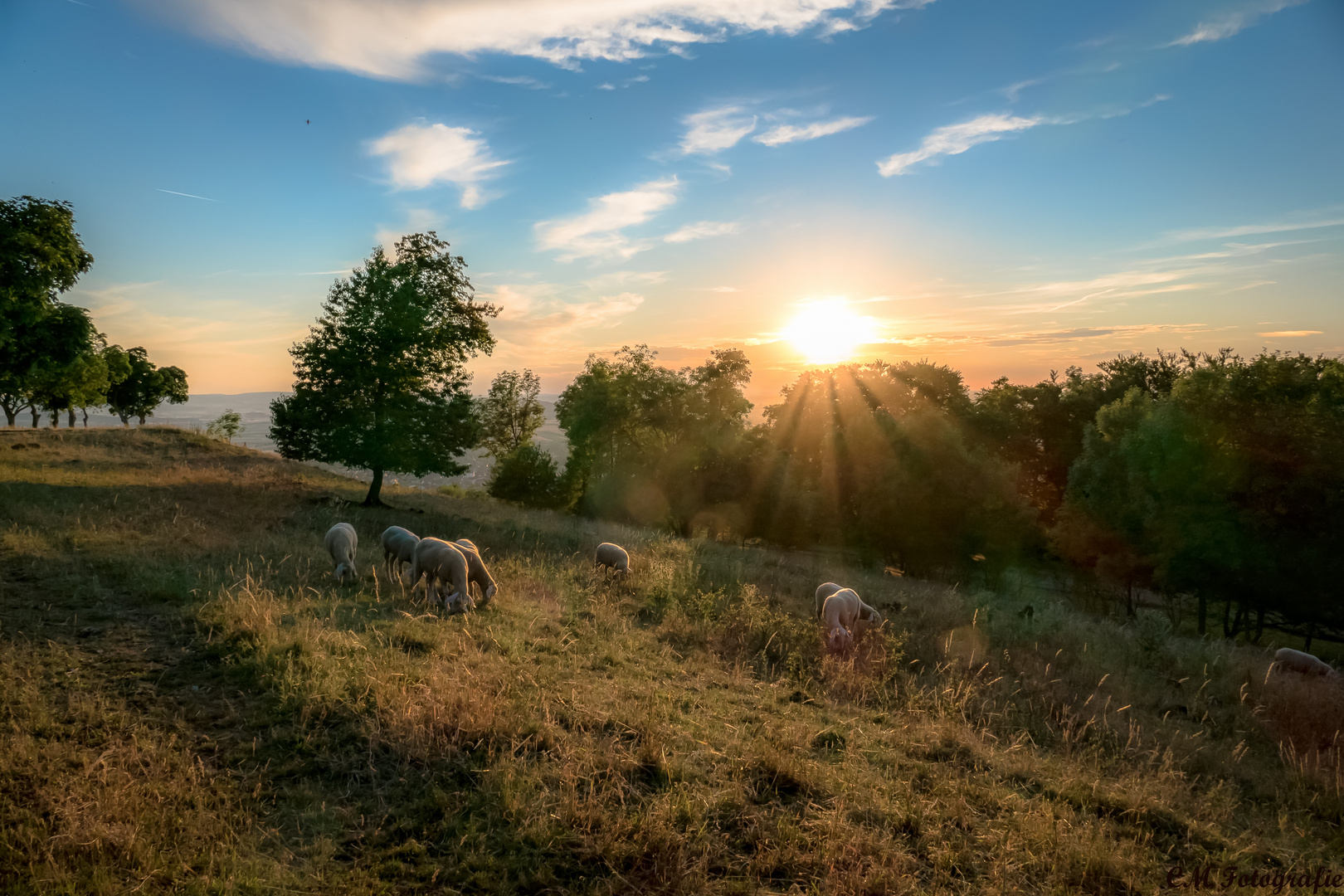 Schafe im Sonnenuntergang