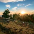 Schafe im Sonnenuntergang