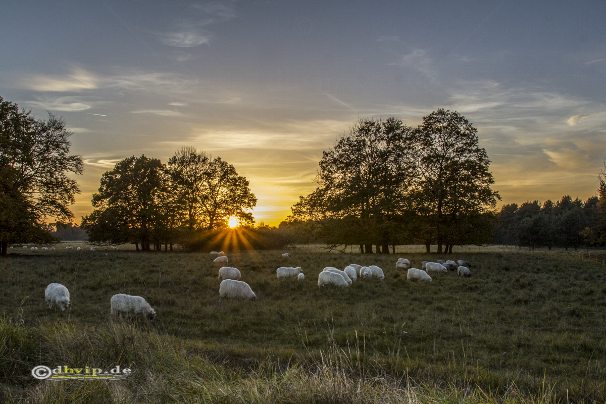 Schafe im Sonnenuntergang in der Heide